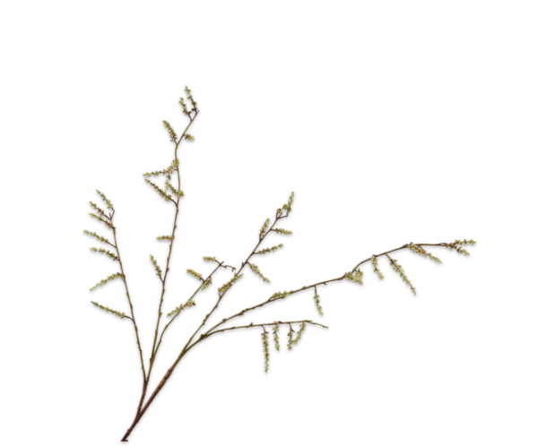 Wilgentak kunst groen