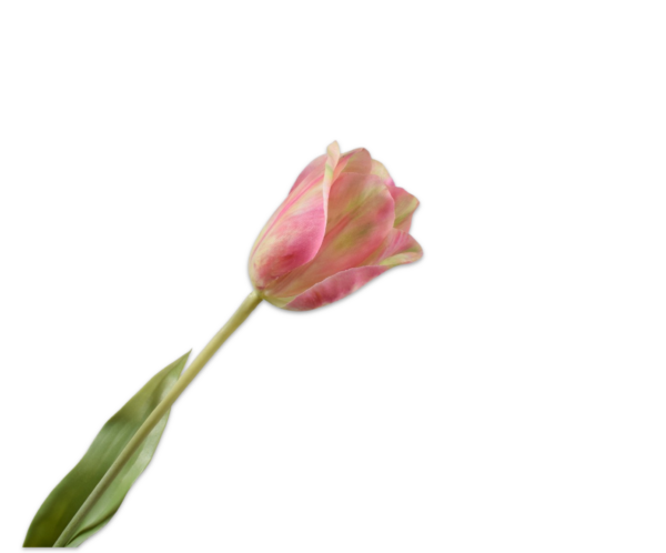 Tulp zijde geel-roze