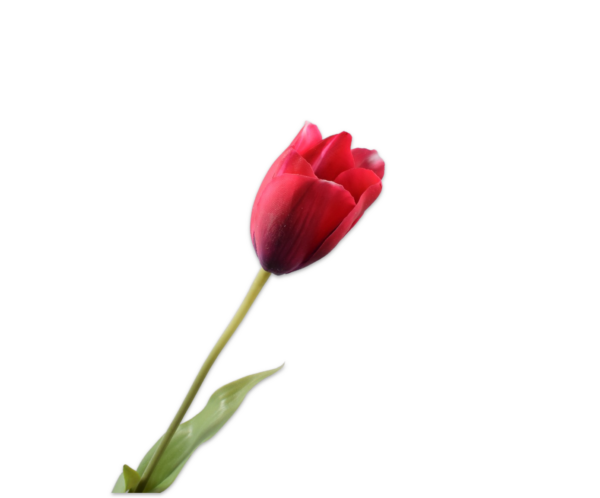 Tulp zijde roze-rood