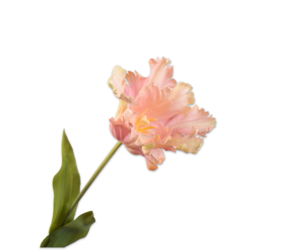 Tulp zijde peach-geel