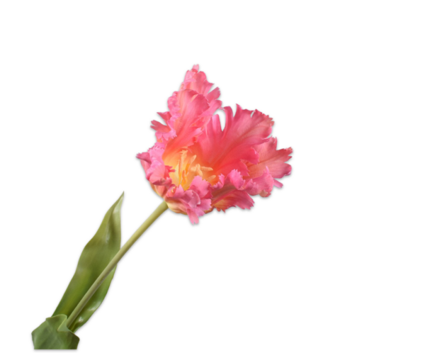 Tulp zijde roze-geel