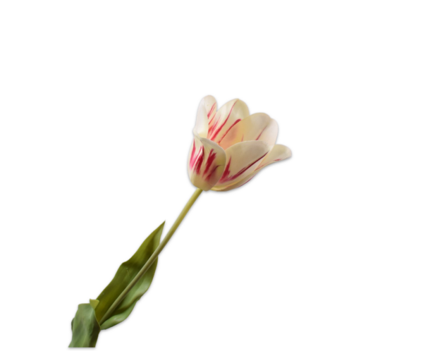 Tulp zijde wit-rood