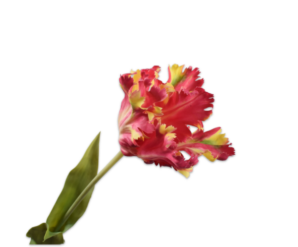 Tulp zijde rood-geel