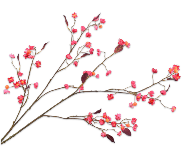 Kardinaalsmuts zijde XL