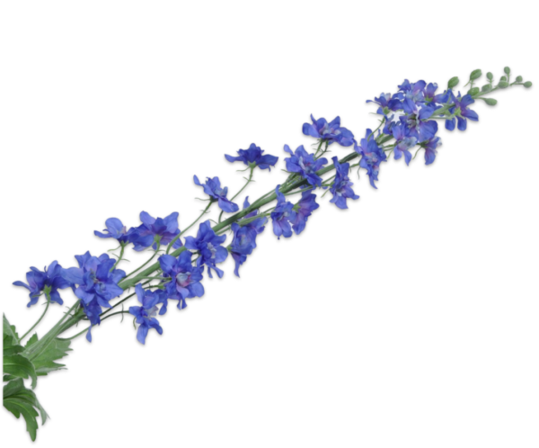 Delphinium zijde blauw
