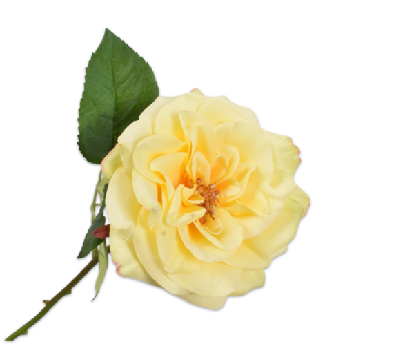 Roos (open) zijde geel