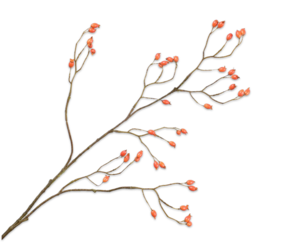 Rozenbottel kunst oranje