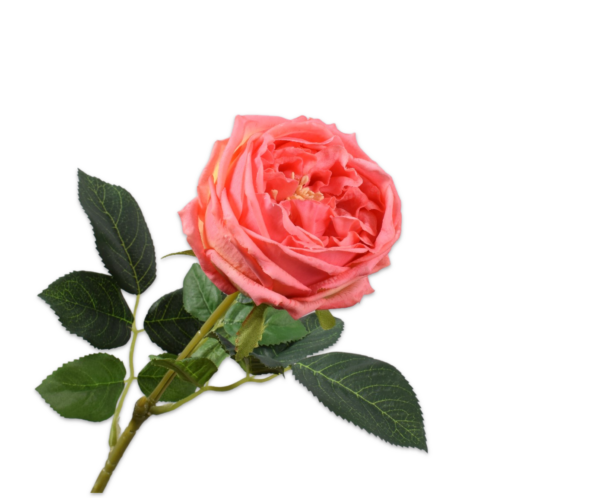 Roos zijde roze-oranje