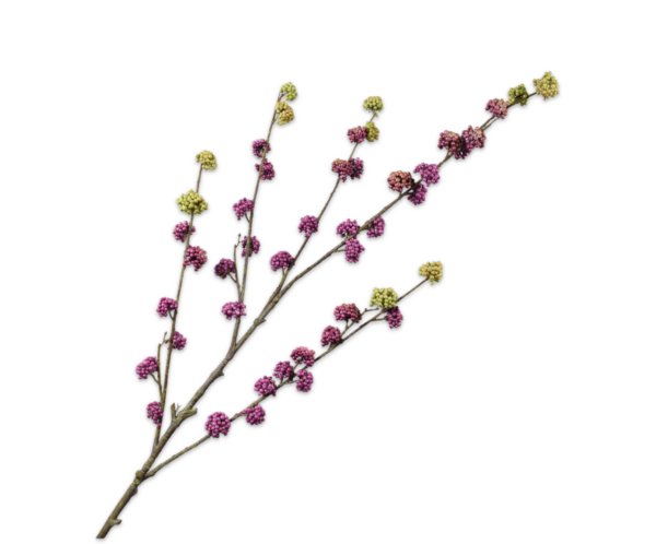 Callicarpa kunst paars