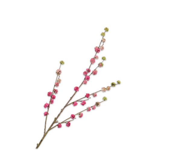 Callicarpa kunst roze