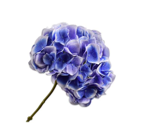 Hortensia zijde blauw-wit