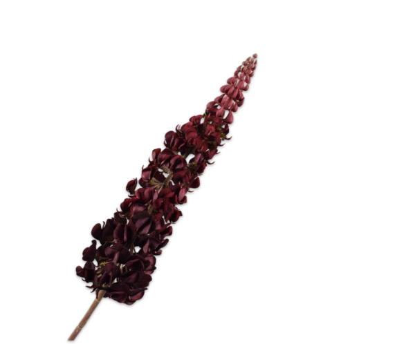 Lupine zijde bordeaux