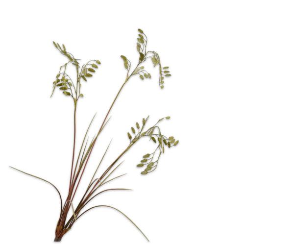 Gras (Plataargras) kunst groen