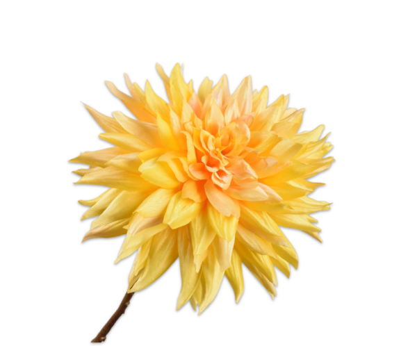 Dahlia (punt) geel
