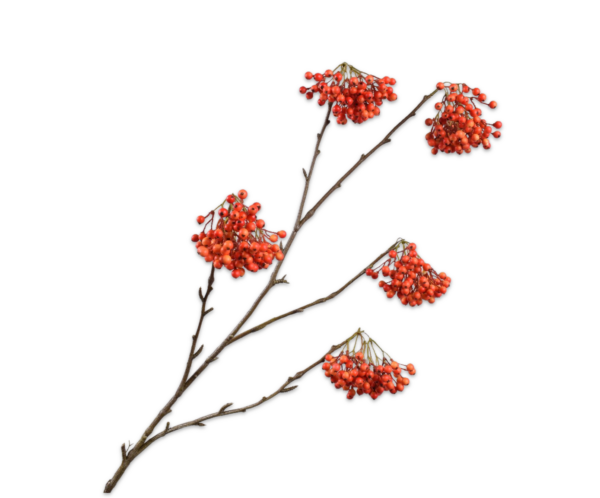 Vlierbes kunst oranje