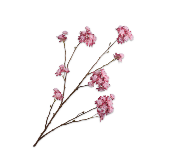 Astrantia (Zeeuws Knoopje) zijde roze-paars