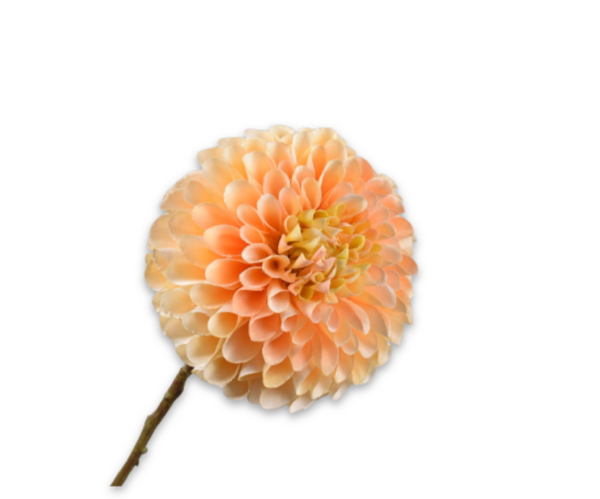 Dahlia (bol) zijde zachtgeel