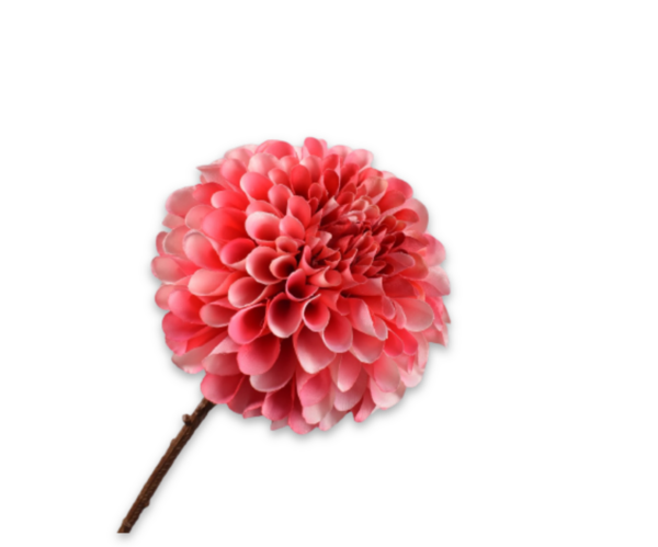 Dahlia (bol) zijde roze