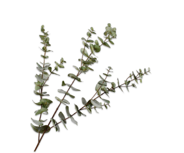 Eucalyptus zijde grijs