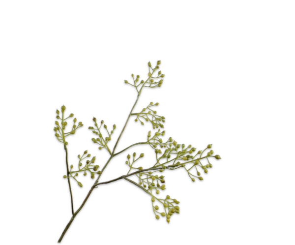 Rozenbottel kunst groen S