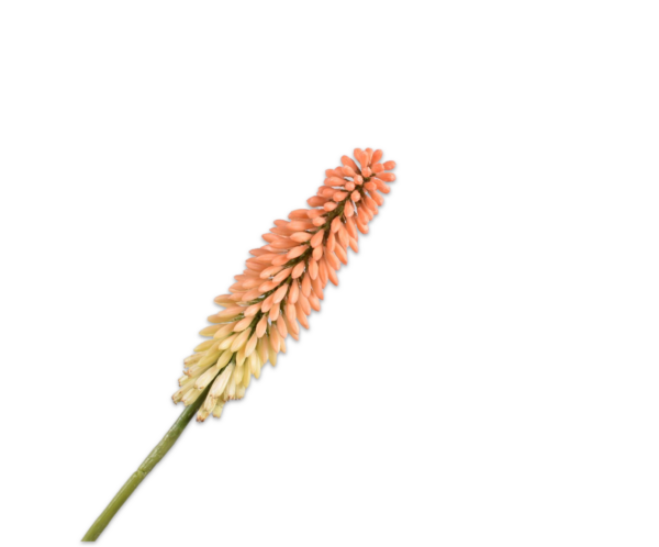 Vuurpijl kunst peach